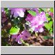 bee_crop_1024.jpg