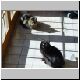 betty_wilma_sunning.jpg