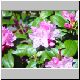 flower1.jpg