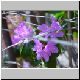 flower2.jpg