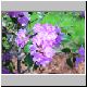 flower3.jpg