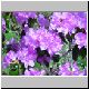 flower4.jpg